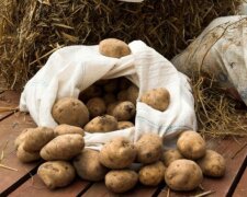 Выращивание картошки, фото: youtube.com
