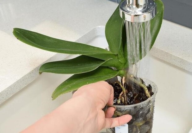 Догляд за орхідеями, фото: youtube.com