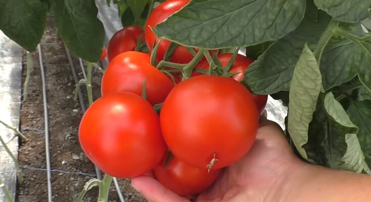 Можно ли удобрять помидоры золой и каким будет урожай: важные советы