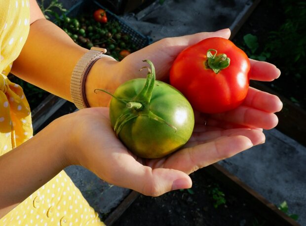 Розсада помідорів буде міцною та дасть хороший урожай: 8 головних правил для кожного городника