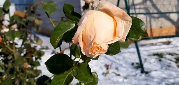 Розы в снегу. Фото: YouTube