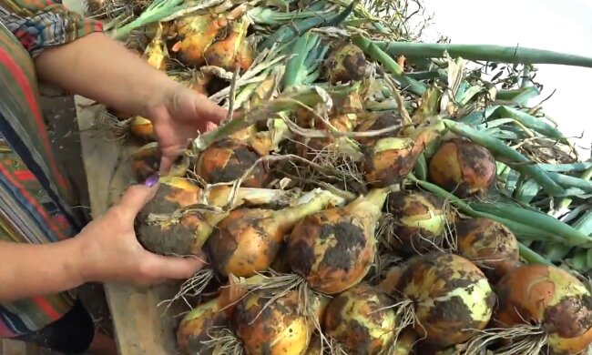 Урожай цибулі