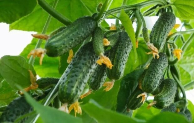 Щедрый урожай огурцов, фото: youtube.com
