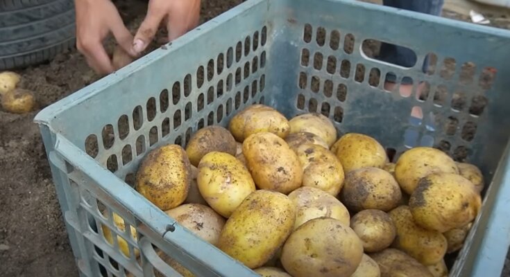 Хранение картошки, фото: youtube.com