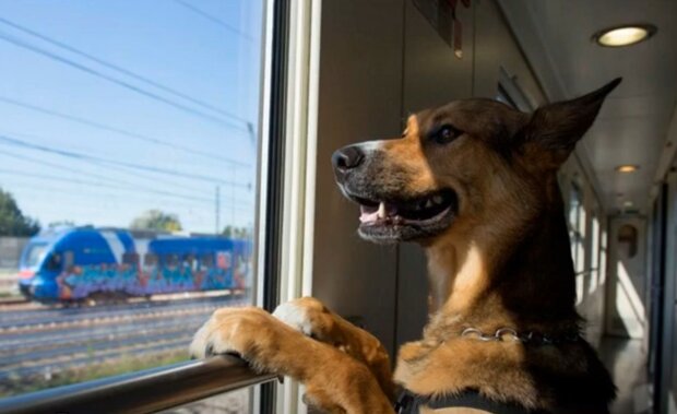 "Укрзалізниця" пояснила, чи можна перевозити тварин у пасажирських поїздах