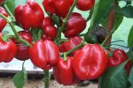 Что нужно посадить рядом с болгарским перцем, чтобы от урожая ломились кусты: секреты огородников