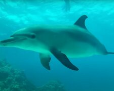 Дельфин. Фото: скриншот YouTube-видео