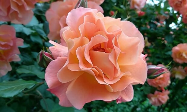 Троянда. Фото: YouTube