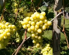 Домашній виноград. Фото: YouTube