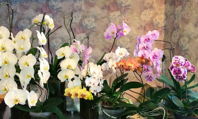 Орхидея. Фото: YouTube