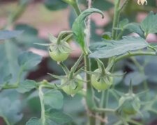 Помідори, город, кадр з відео