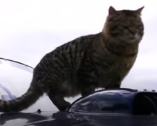 Кіт. Фото: скріншот Youtube-відео