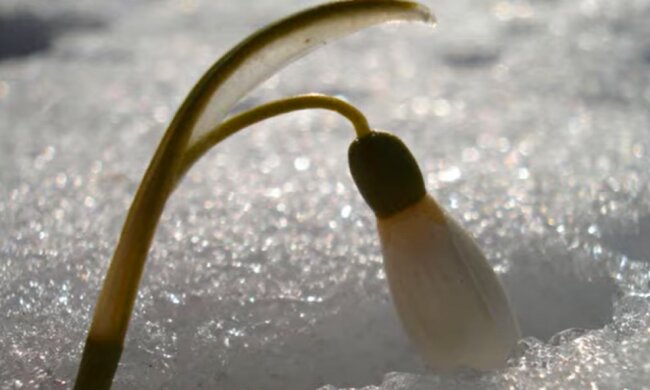 Январское чудо. В Одессе преждевременно зацвели подснежники