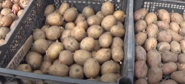 Картопля: скрін з відео
