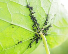 Тля, изображение из свободных источников