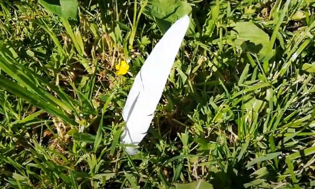 Перо птицы: скрин с видео