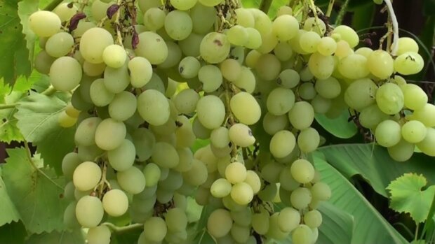 Вашому винограду заздритиме все село: як приготувати саморобне добриво, від якого врожаю буде вдвічі більше