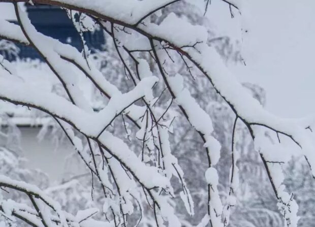 Зима, дерево, зображення з вільних джерел