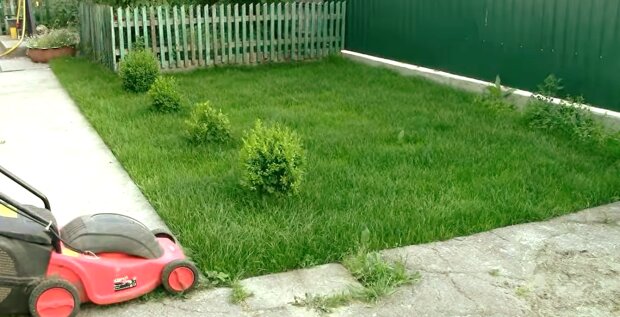 Як швидко відновити "облисілий" газон. Фото: YouTube