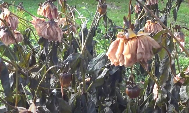 Зима уже здесь. Синоптик рассказал, когда ждать первые заморозки в Украине