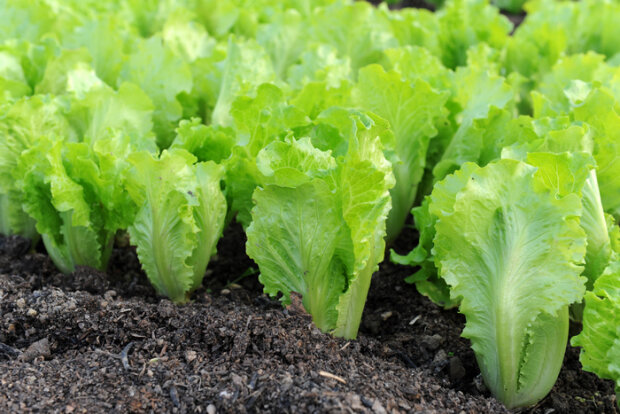 Ділимося хитрістю: що потрібно зробити, щоб листя салату не виросло гірким.