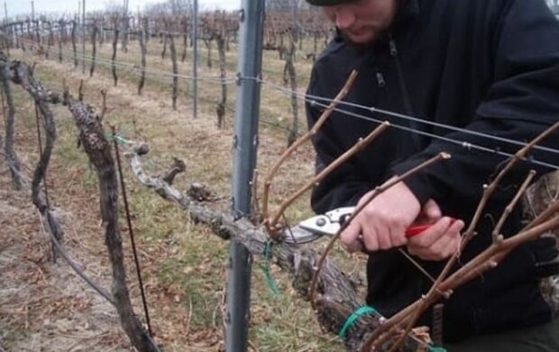 Підготовка виноградників до зими, фото: youtube.com