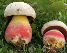 Как не отравиться грибами. Простой тест: сможете отличить белый гриб от сатанинского?