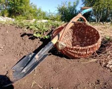 Це знадобиться на дачі і в селі: як перетворити звичайний пісок на гарне добриво