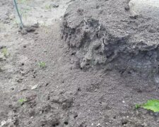 Мурахи на городі, зображення з вільних джерел