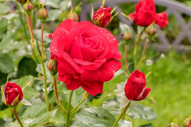 Як підготувати дачні троянди навесні, щоб вони розкішно цвіли