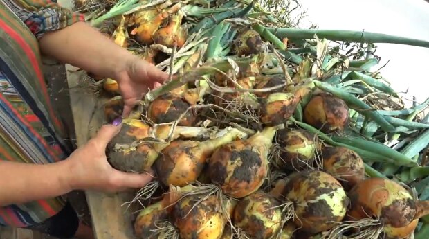 Урожай цибулі