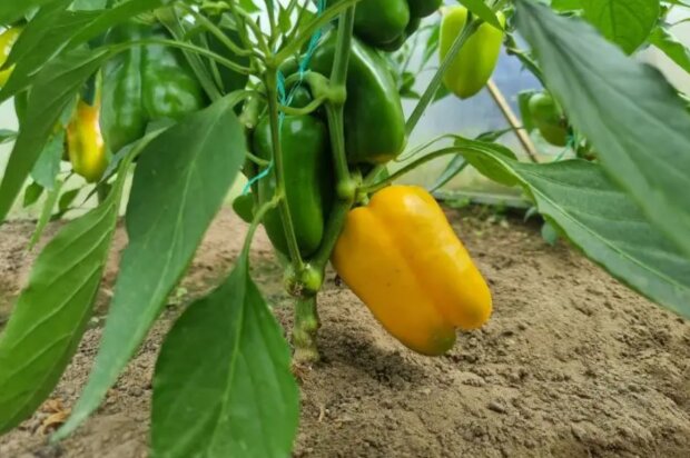 Перец, изображение из свободных источников