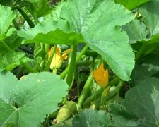 Правила вирощування кабачків