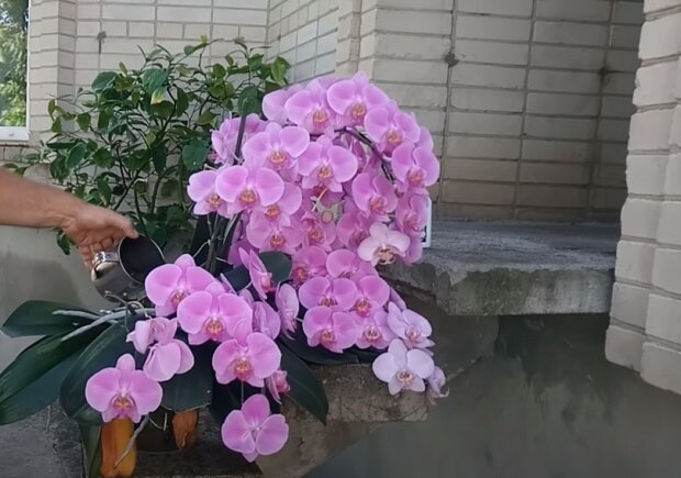 Орхідеї здивують вас пишними квітами: що потрібно зробити у липні