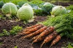 Морква та капуста, город, зображення: hyser.com.ua