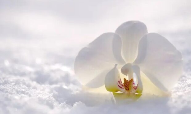 Орхидея в зимний период, фото: youtube.com