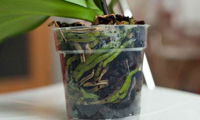 Продается в любой аптеке: чем присыпать орхидею, чтобы она начала роскошно цвести