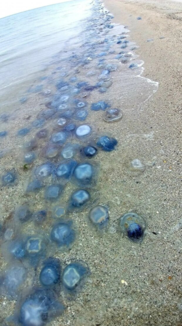 Медузи