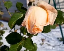 Розы в снегу. Фото: YouTube