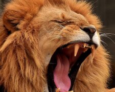 У російському зоопарку лев мало не з'їв жінку. У мережі з'явилося відео