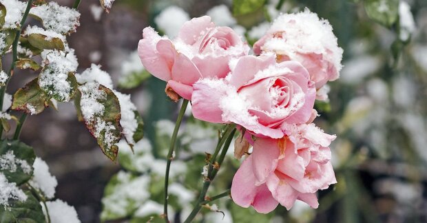 Цветение роз до заморозков, фото: youtube.com