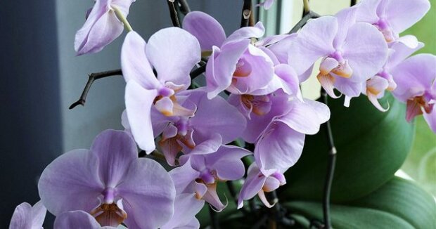 Цветение орхидей, фото: youtube.com