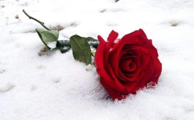 Не повторюйте цю помилку: що потрібно зробити з трояндами на ділянці, якщо дуже тепла зима і чи потрібно їх вкривати