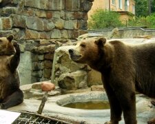 Навіть не скотчем: у київському зоопарку «креативно» заклеїли тріснуте вікно
