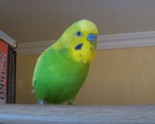 Папуга. Фото: YouTube, скрін