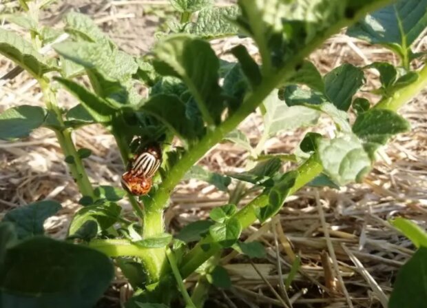Колорадський жук, зображення з вільних джерел