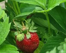 Полуниця, зображення з вільних джерел