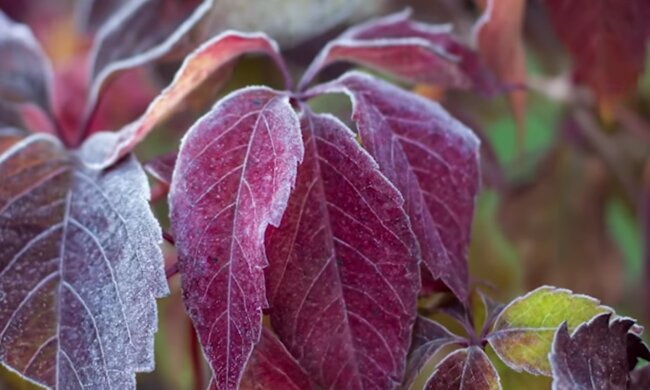До 0 градусів. Українців чекають перші екстремальні заморозки. Точна дата