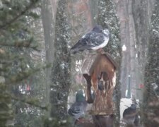 Погода весной. Фото: скриншот YouTube-видео