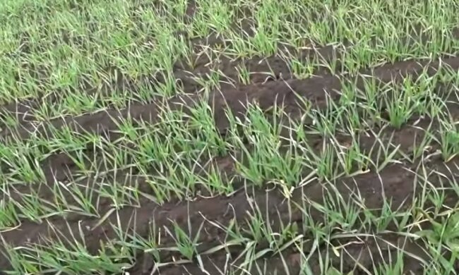 Всходы зерновых, фото: скриншот You Tube